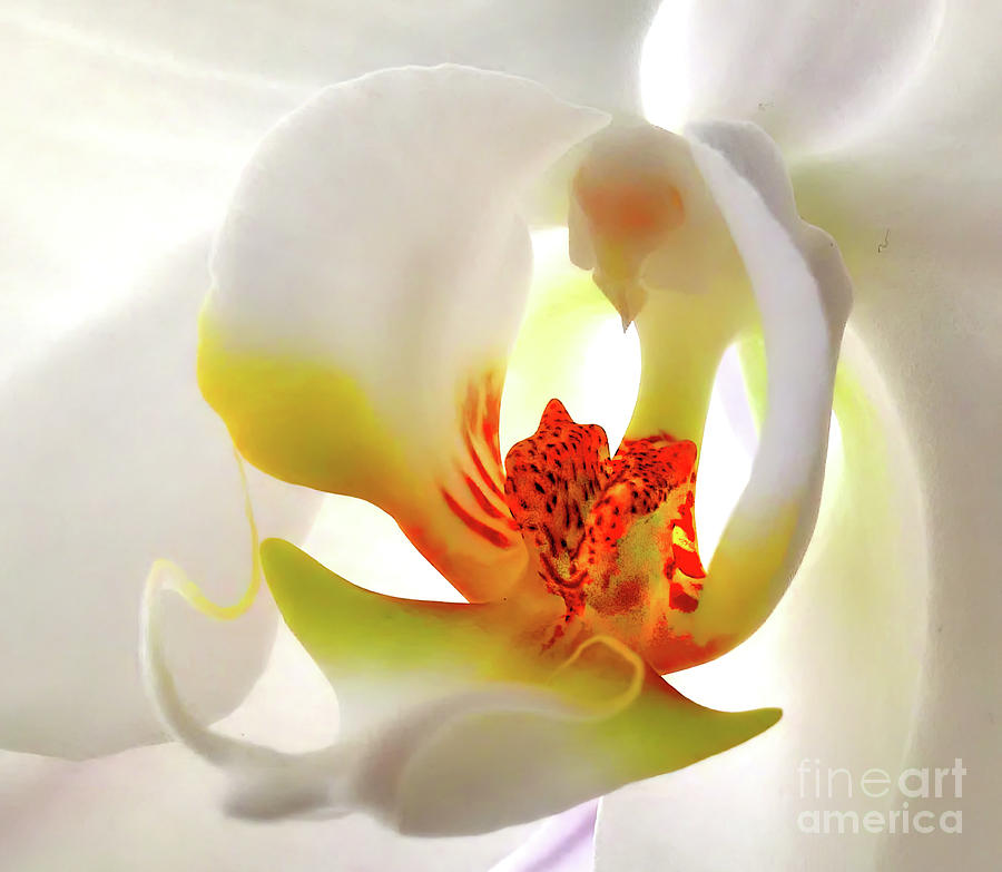Sublime Orchid Bloom Mixed Media by Jolanta Anna Karolska