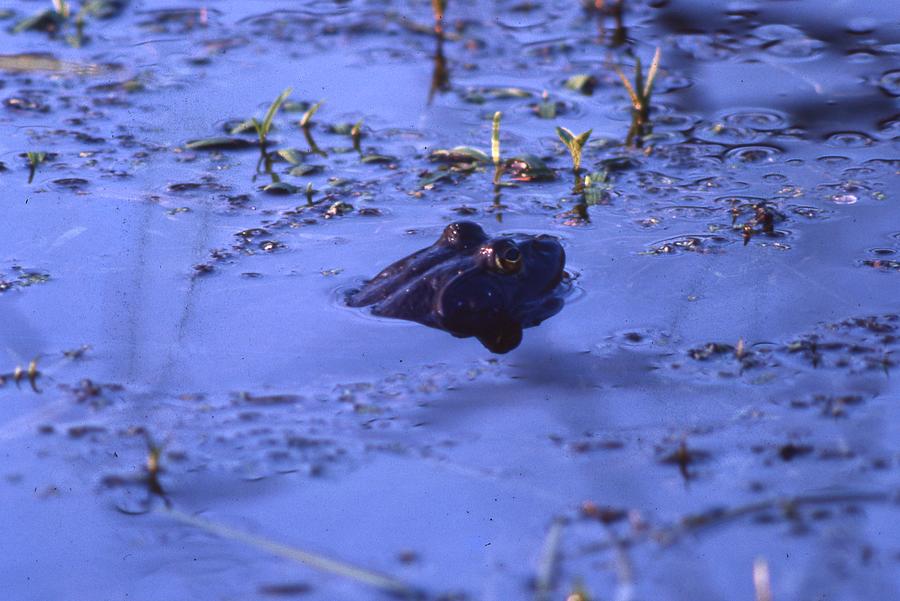 Submarine Bullfrog in Swamp Photograph by Lawrence Christopher