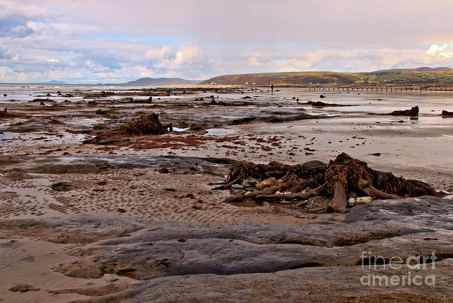 Submerged Forest Borth Beach. Photograph by Stephen Melia