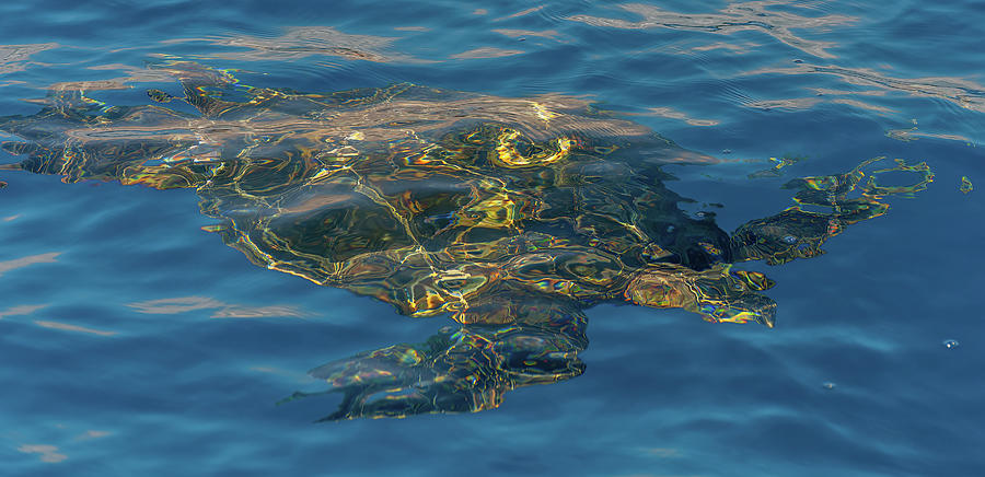 Submerged Giant Green Turtle. Photograph by Doug Davidson