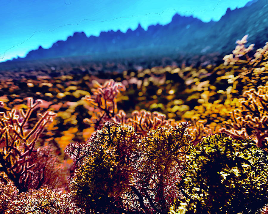 Subsequent Succulents Photograph by Nicholas Brendon