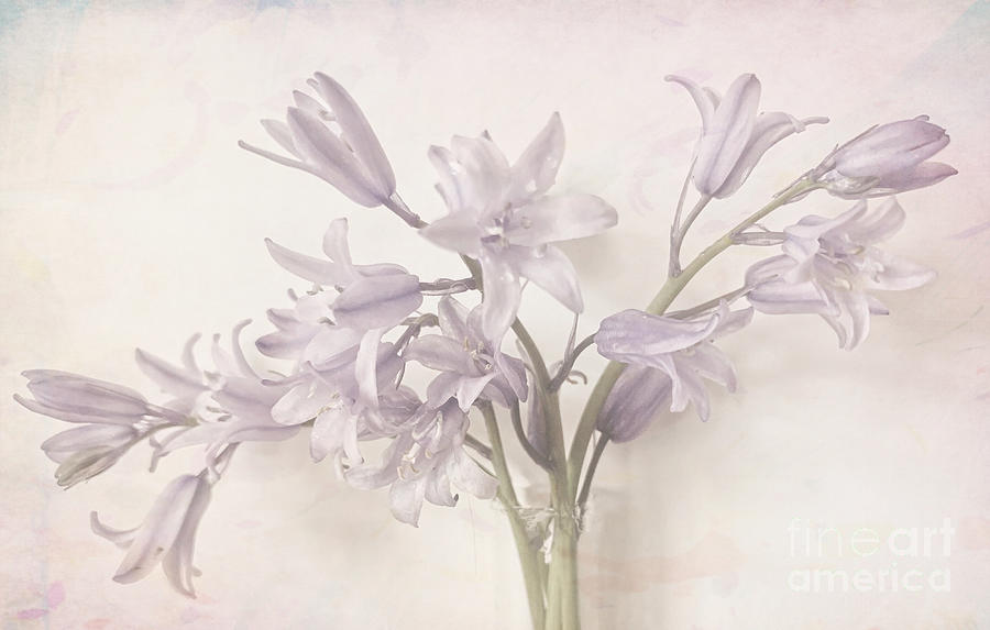 Subtle and Soft Spring Flowers Photograph by Luther Fine Art