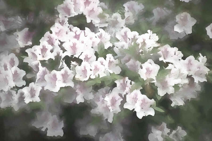 Subtle Beauty in White Photograph by Roberta Byram Subtle Beauty in White Photograph by Roberta Byram