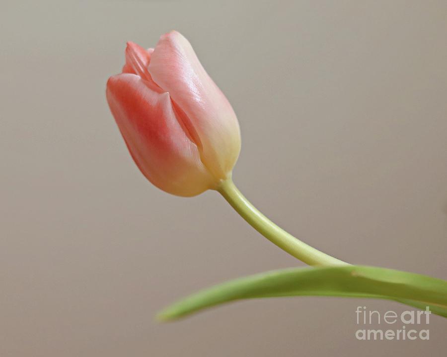 Subtle But Exquisite Tulip Photograph by Lori Lafargue