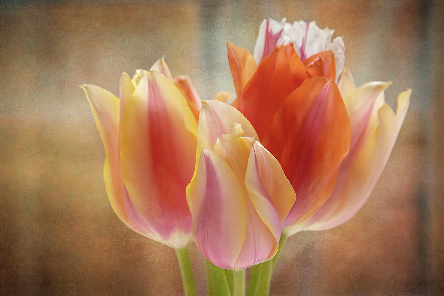 Subtle Colored Tulips Digital Art by Terry Davis