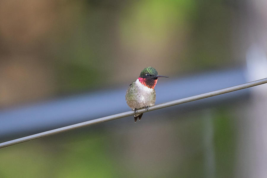 Subtle Hint - Ruby-throated Humming Bird -  Trochilus colubris Photograph by Spencer Bush