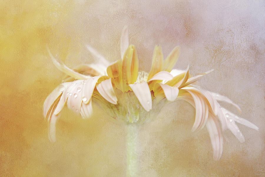Subtle Pastel Daisy Digital Art by Terry Davis