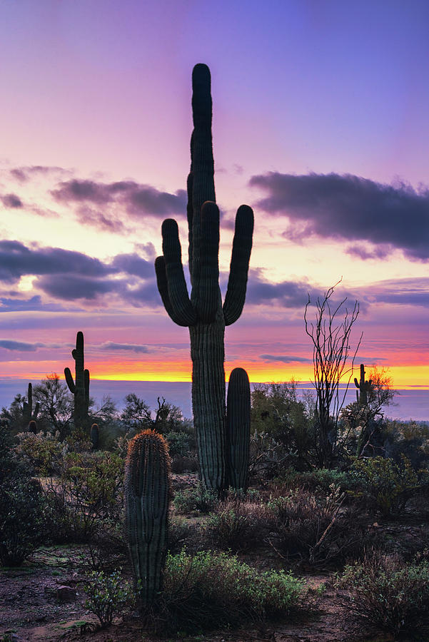 Subtle Sunrise In The Sonoran Photograph by Saija Lehtonen