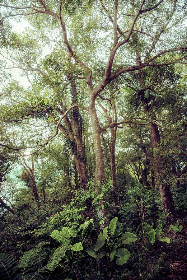 Subtropical Forest Photograph by Alexander Kunz