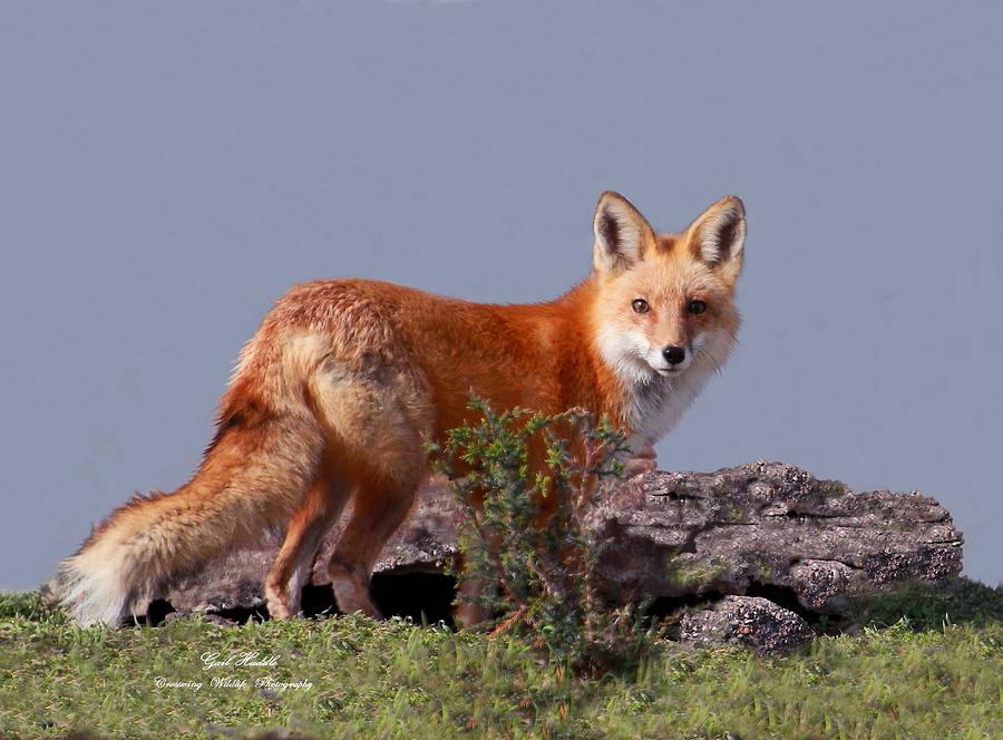 Suburban Fox-1 Photograph by Gail Huddle - Fine Art America