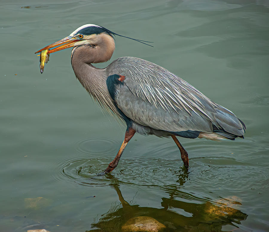 Successful Heron Photograph by Sean Holmquist - Fine Art America