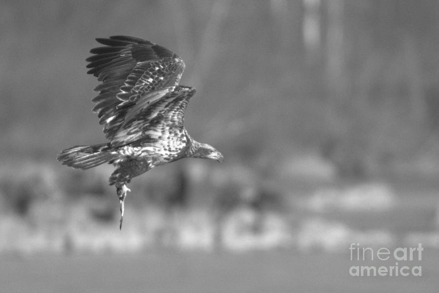 Successful Swoop Black And White Photograph by Adam Jewell