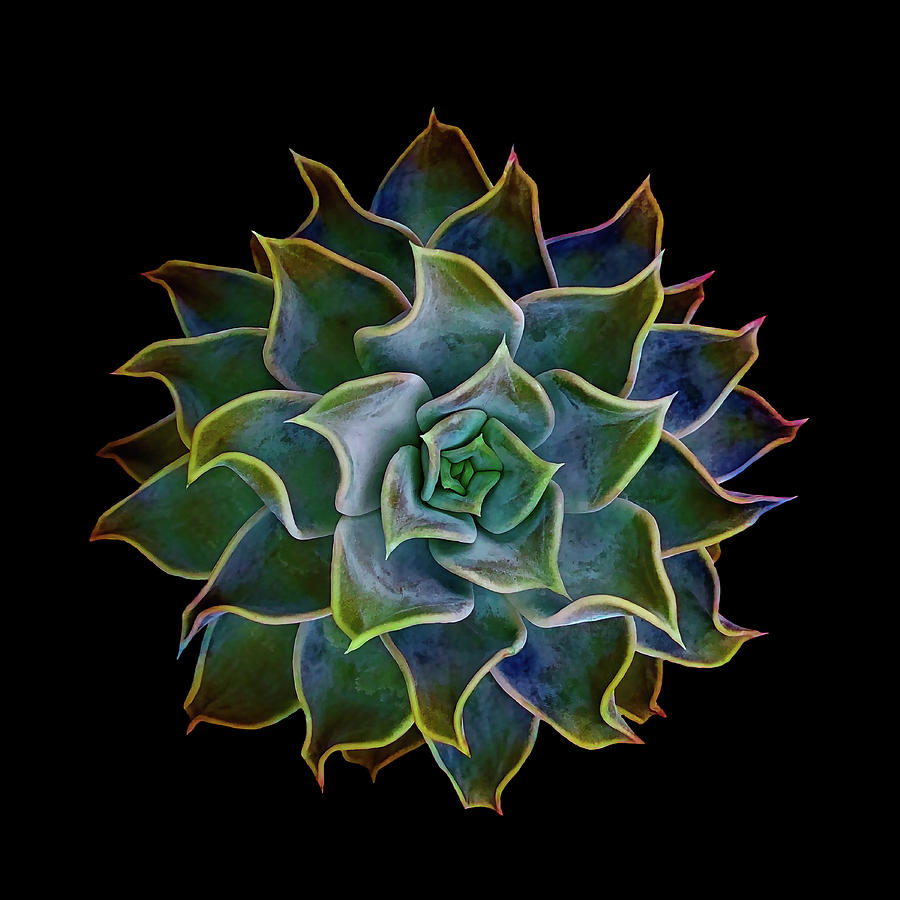 Succulents 001 Digital Art by Brian Davis