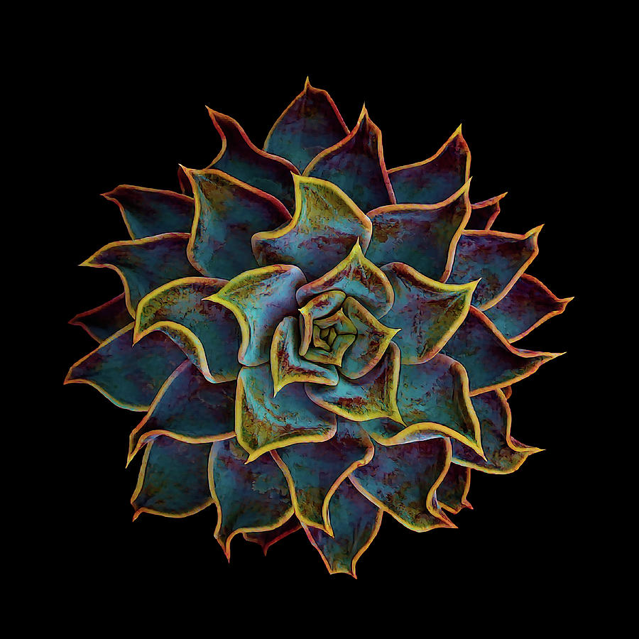 Succulents 002 Digital Art by Brian Davis