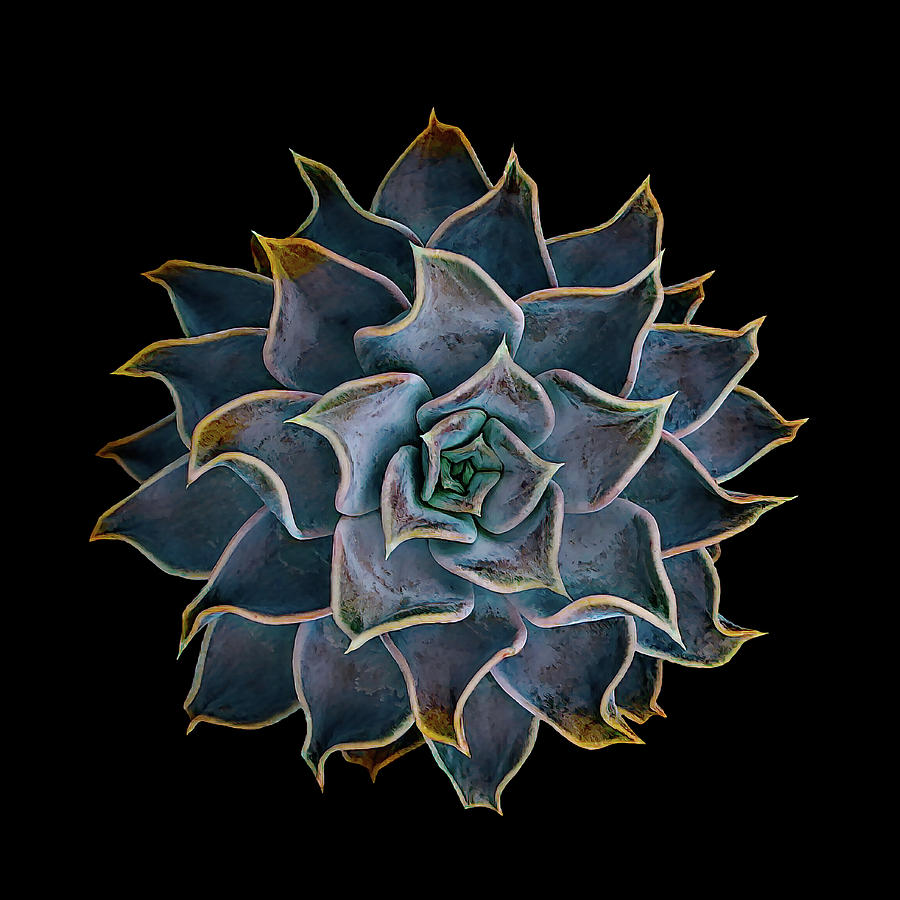 Succulents 003 Digital Art by Brian Davis