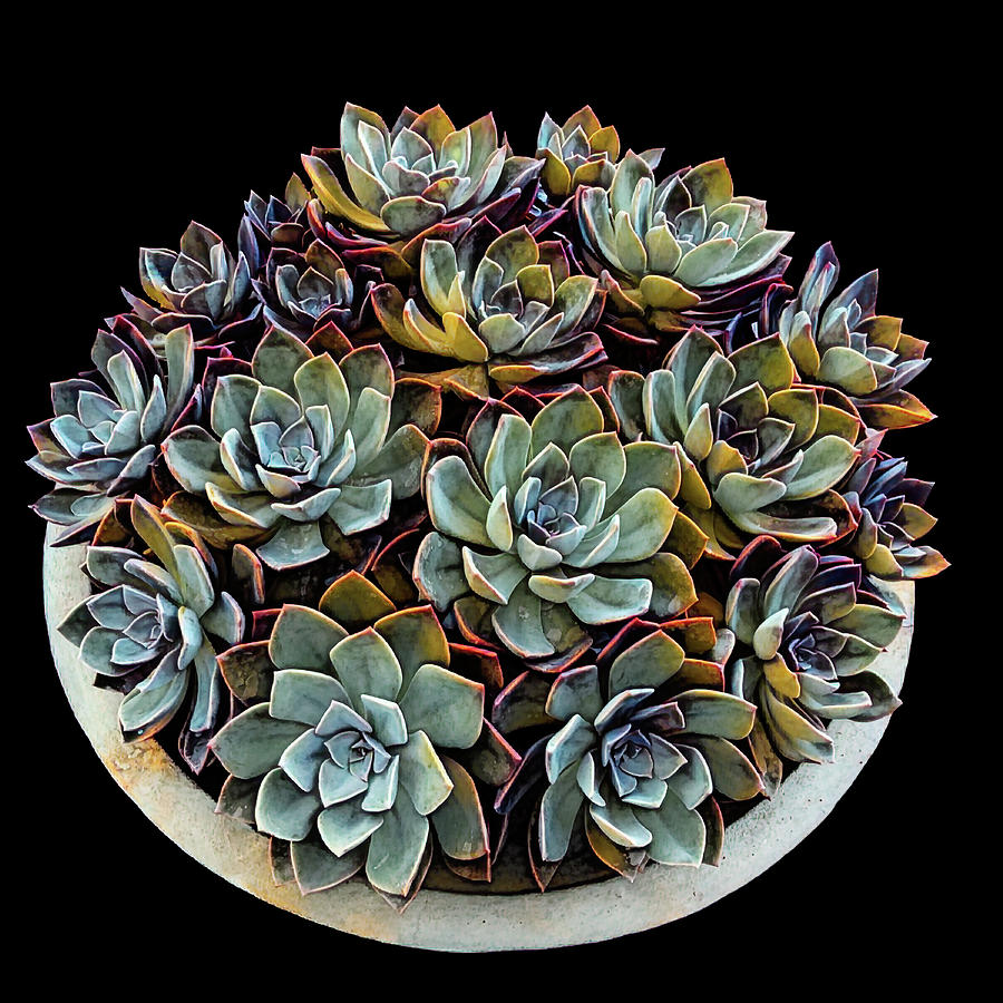 Succulents 005 Digital Art by Brian Davis
