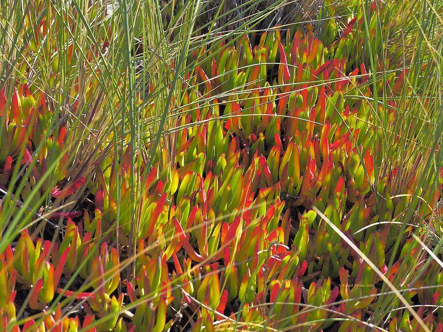 Succulent and Dune Grass Photograph by Richard Thomas