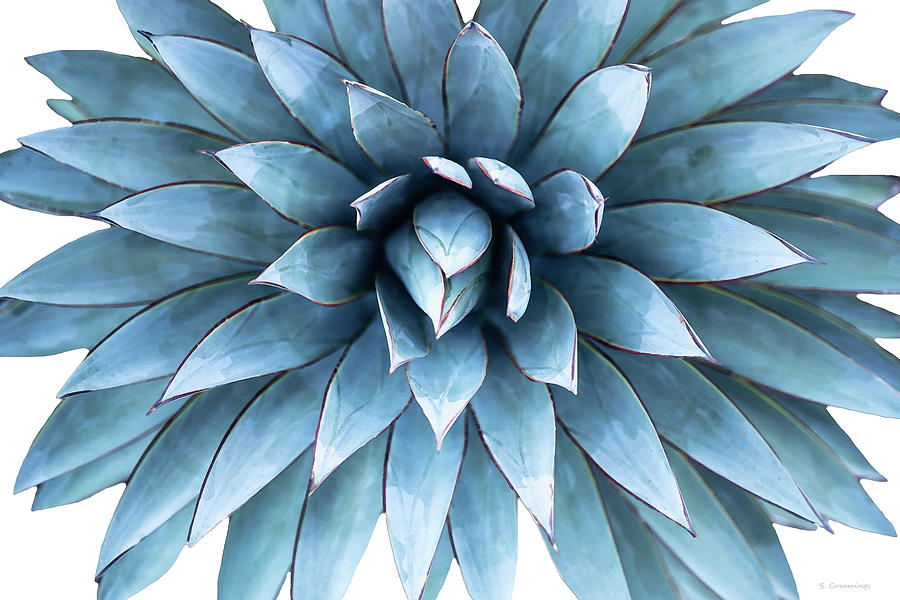 Succulent Blue Agave Plant Art Painting by Sharon Cummings