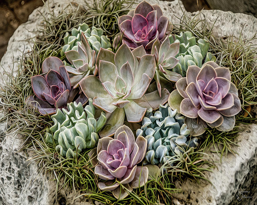 Succulent Bowl - Painted Photograph by Teresa Wilson