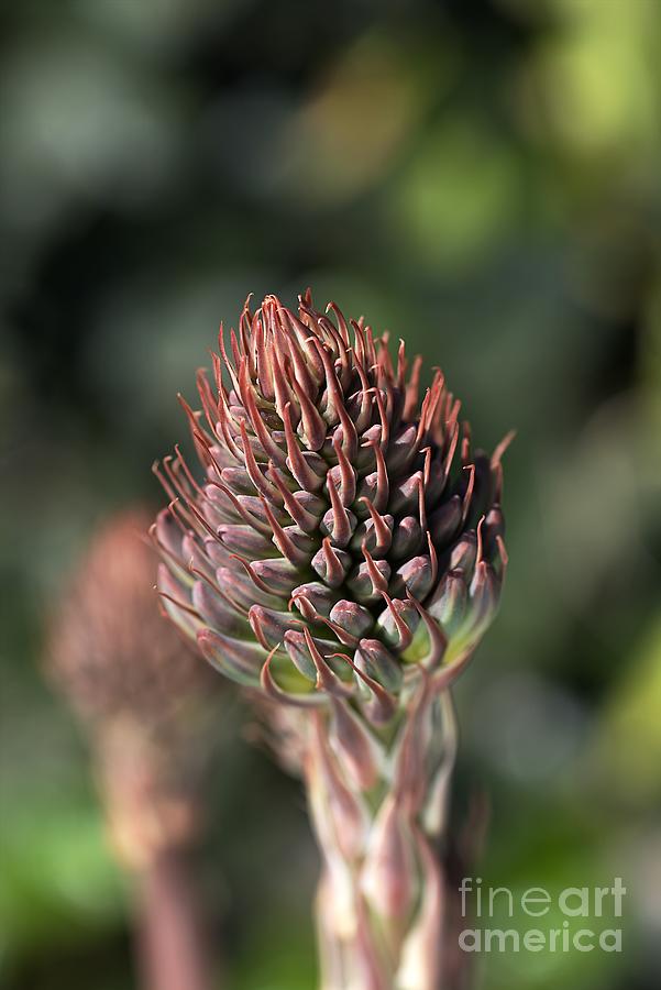 Nature Photograph - Succulent Bud by Joy Watson