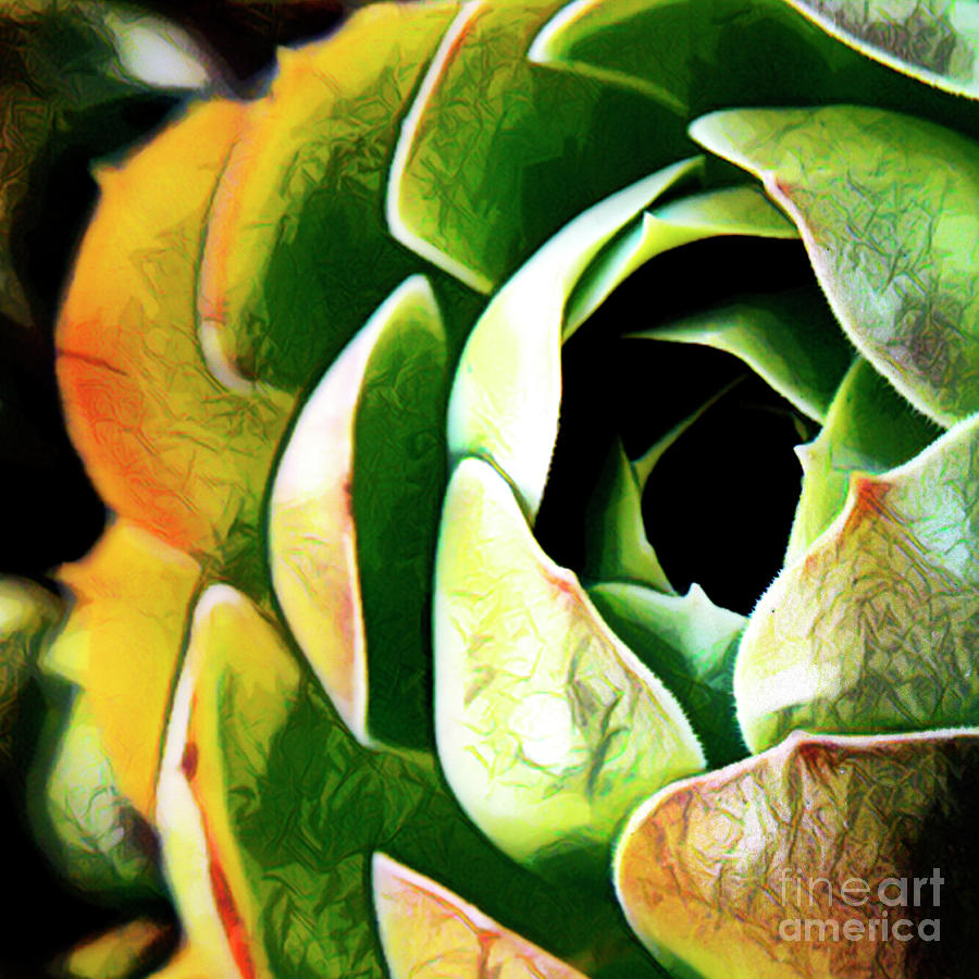 Succulent Digital Art by Denise Deiloh