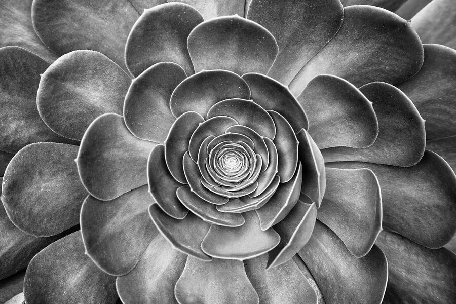 Black And White Photograph - Succulent - Fibonacci Fractals by Livia Averche