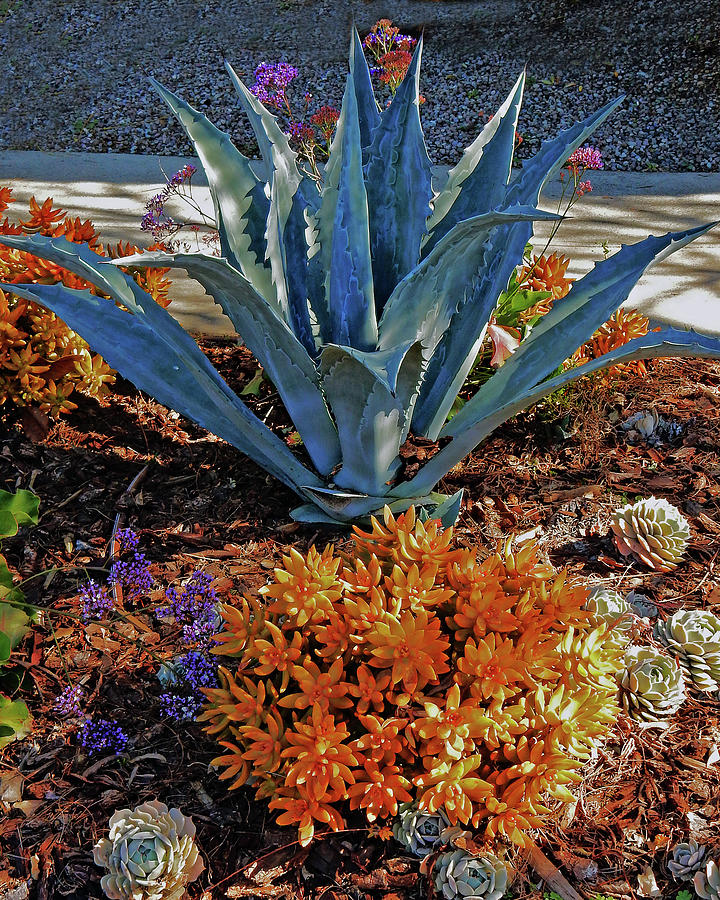 Succulent Garden Photograph by Andrew Lawrence
