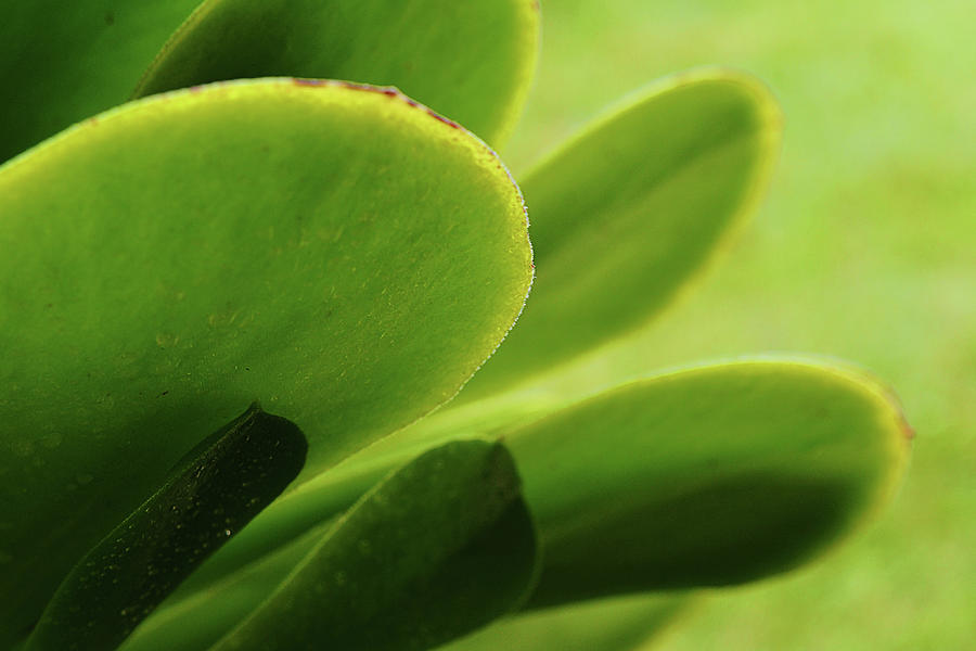 Cactus Photograph - Succulent Greens Close Up Another View by Gaby Ethington