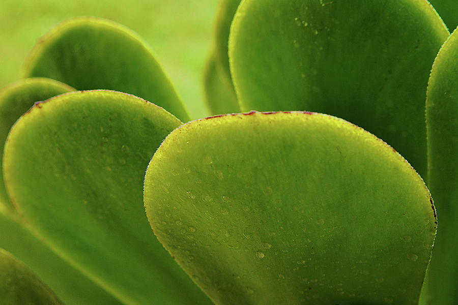 Succulent Greens Close Up Photograph
