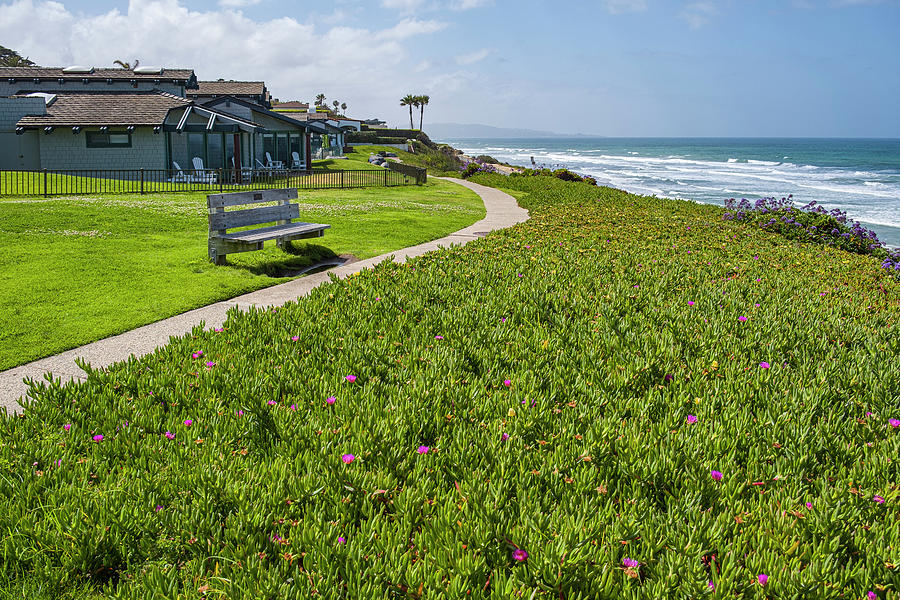 Succulent groundcover along the Del Mar Trail View of Ocean Photograph by David L Moore