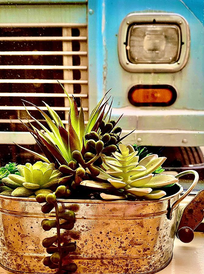 Succulent Headlight Photograph by Corinne Rhode