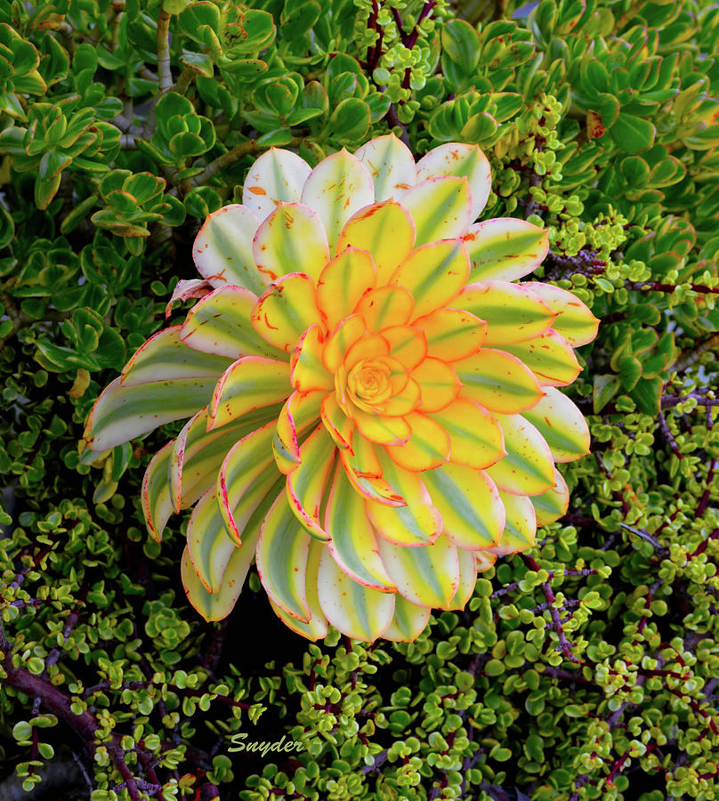 Succulent In Bloom Photograph by Floyd Snyder