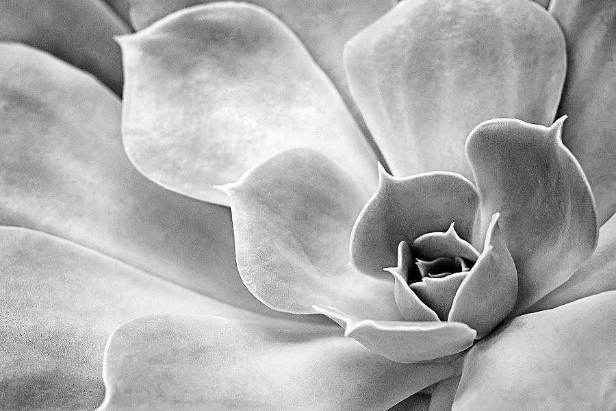 Succulent In Monochrome Photograph