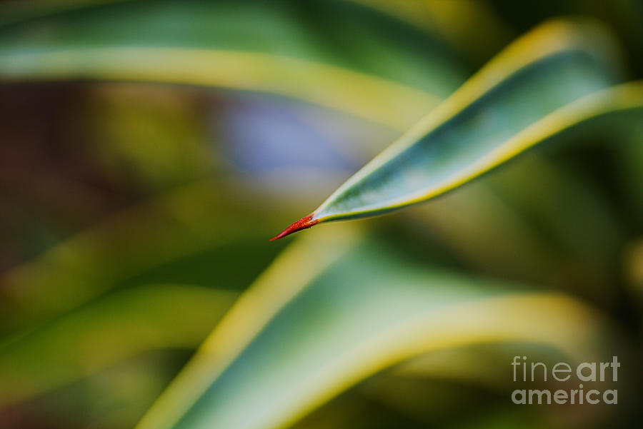 Nature Photograph - Succulent Leaf Claw by Joy Watson
