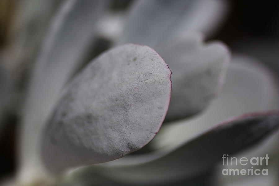 Succulent Leaves Grey Soft  Photograph by Joy Watson