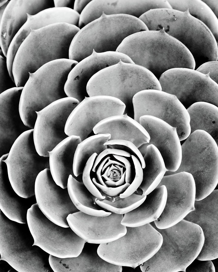 Gray Lotus Photograph by Lupen Grainne
