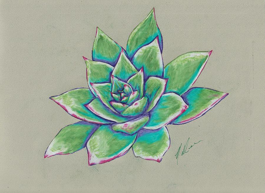 Succulent Drawing by Nicole Davis - Fine Art America