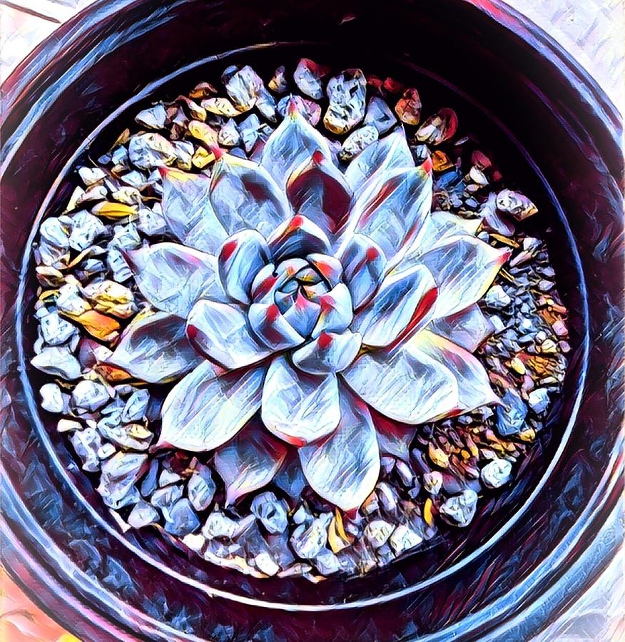 Succulent On A Pot Mixed Media by Ma Cristina Perez - Fine Art America