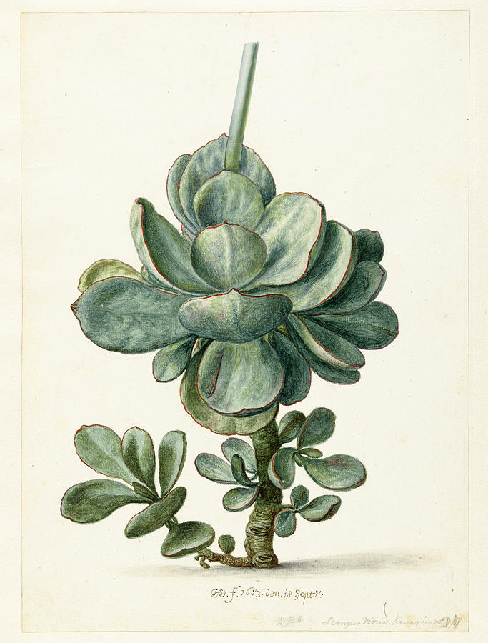 Succulent plant Drawing by Herman Saftleven