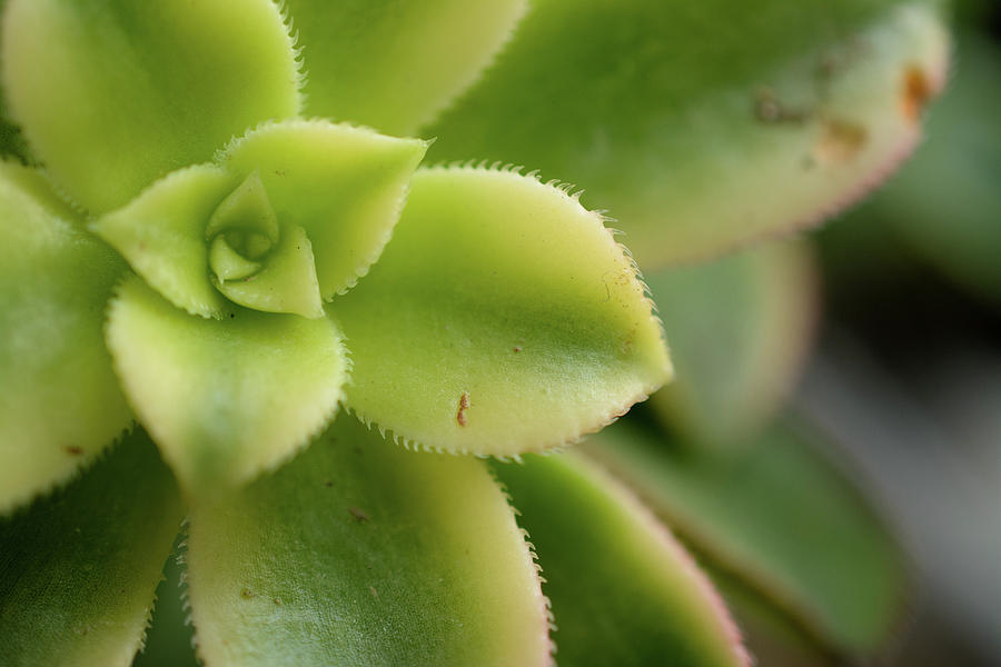 Succulent Plant Leaf Pattern  Photograph by Mike Fusaro