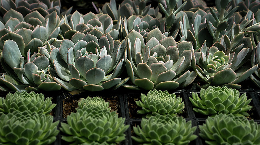 Succulent plants Photograph by Phil Cardamone