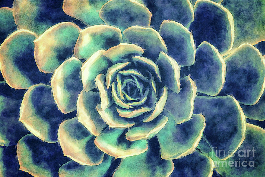 Succulent Plant Digital Art by Phil Perkins