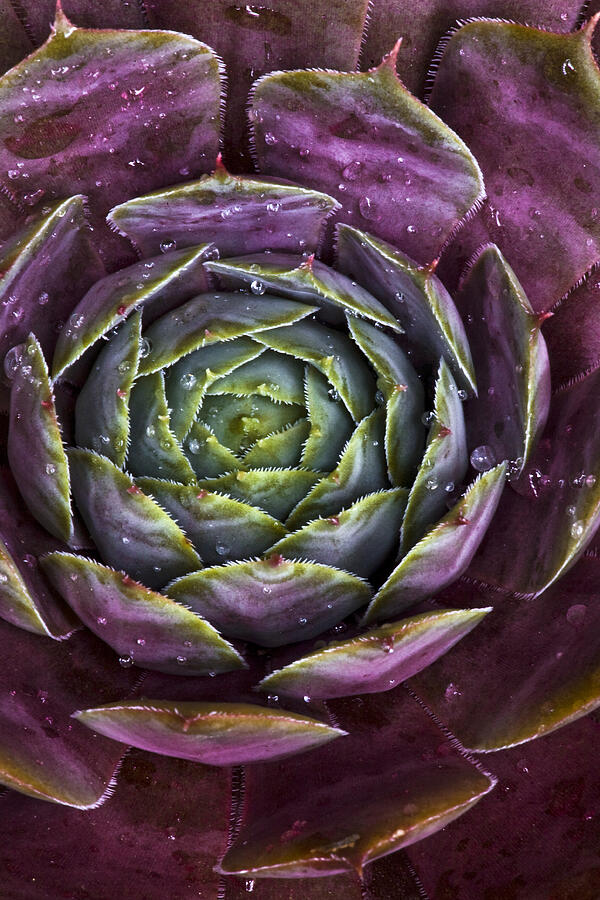 Succulent plant Photograph by Vanessa Van Ryzin, Mindful Motion Photography