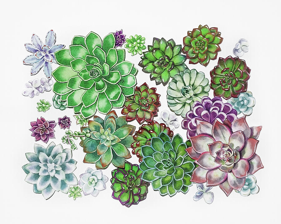 Succulent Plants On White Wall Contemporary Garden Design I  Painting by Irina Sztukowski