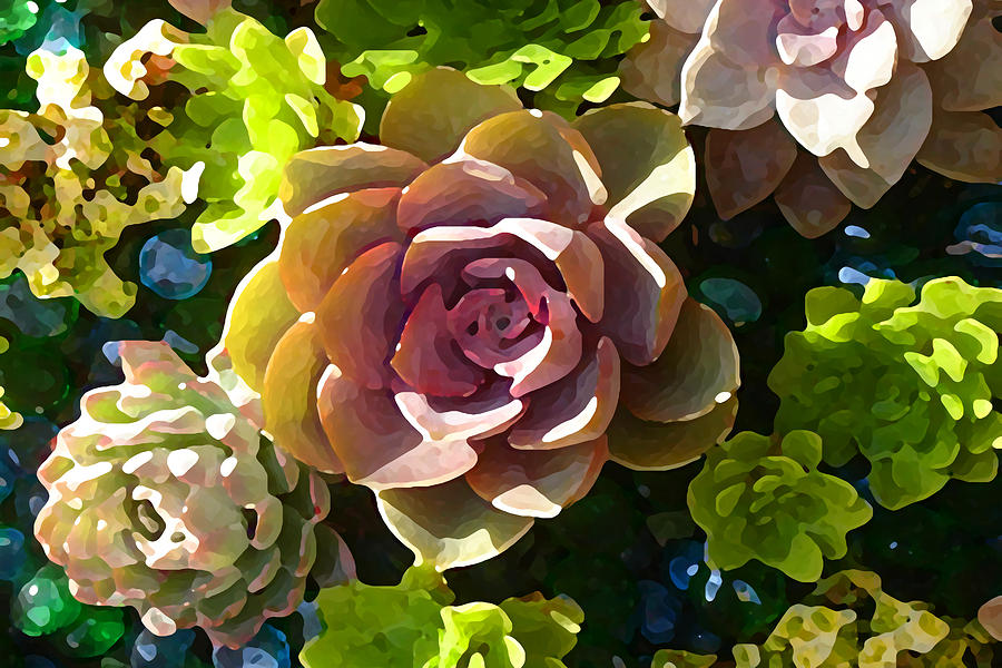 Succulent Pond 3 Painting by Amy Vangsgard