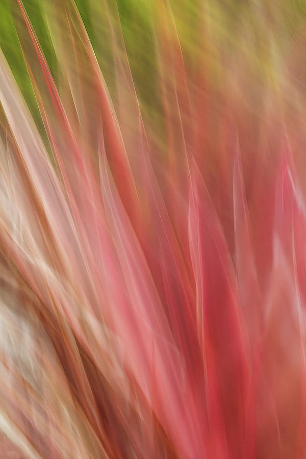 Succulent Reds Digital Art by Terry Davis