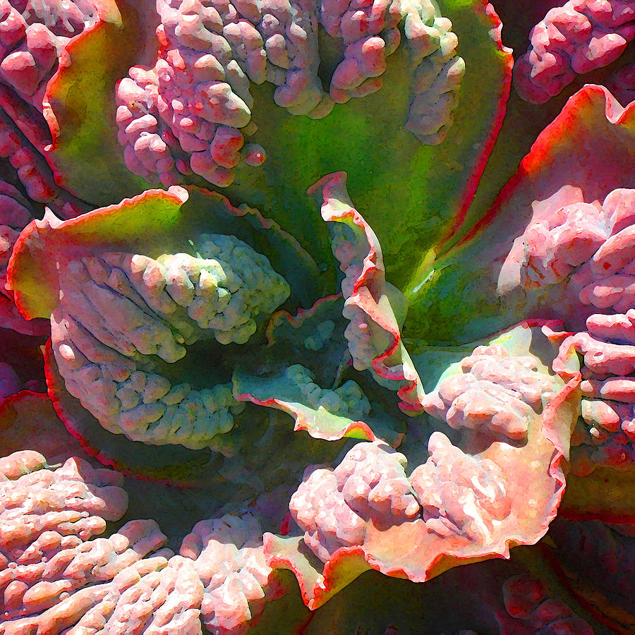 Succulent Square Close Up 4 Photograph by Amy Vangsgard