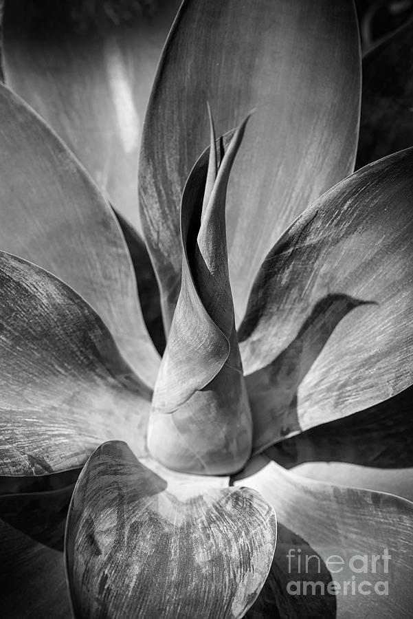 Succulent-the Core Photograph