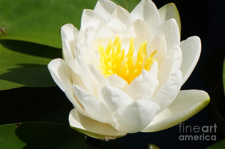 Succulent White Water Lily Photograph by Maxine Billings