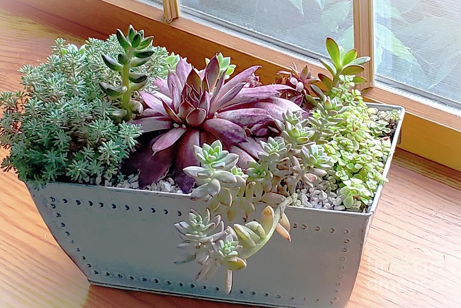 Succulent Window Box Photograph by Diann Fisher - Fine Art America